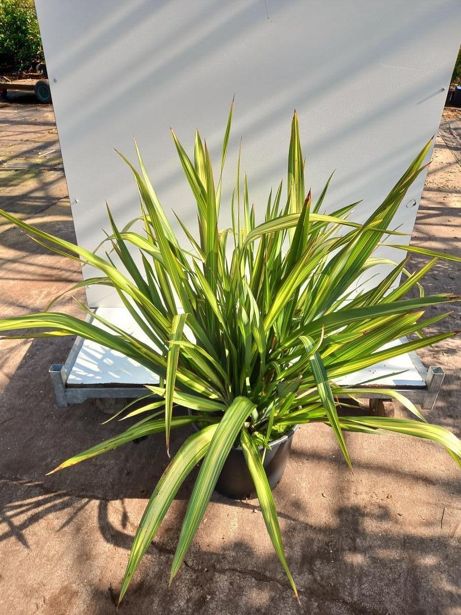 Phormium 'Apricot Queen', D 40