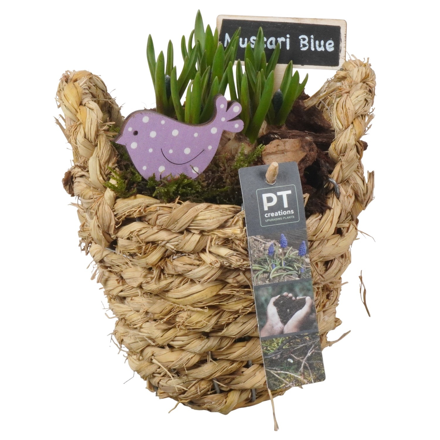 PTMB6221 Arrangement Muscari Blue in riet mand, D 15