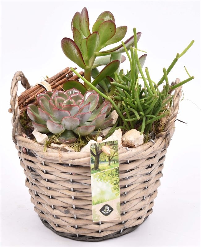 Wilg mand grijs met oor 18cm, D 19