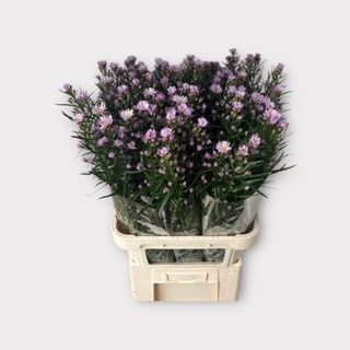 Астер Клаудия 80, шт.