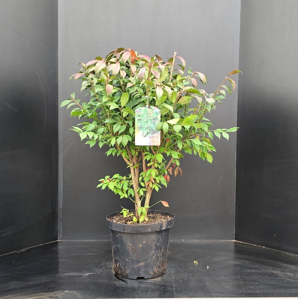 Euonymus alatus Compactus, D 29 cm