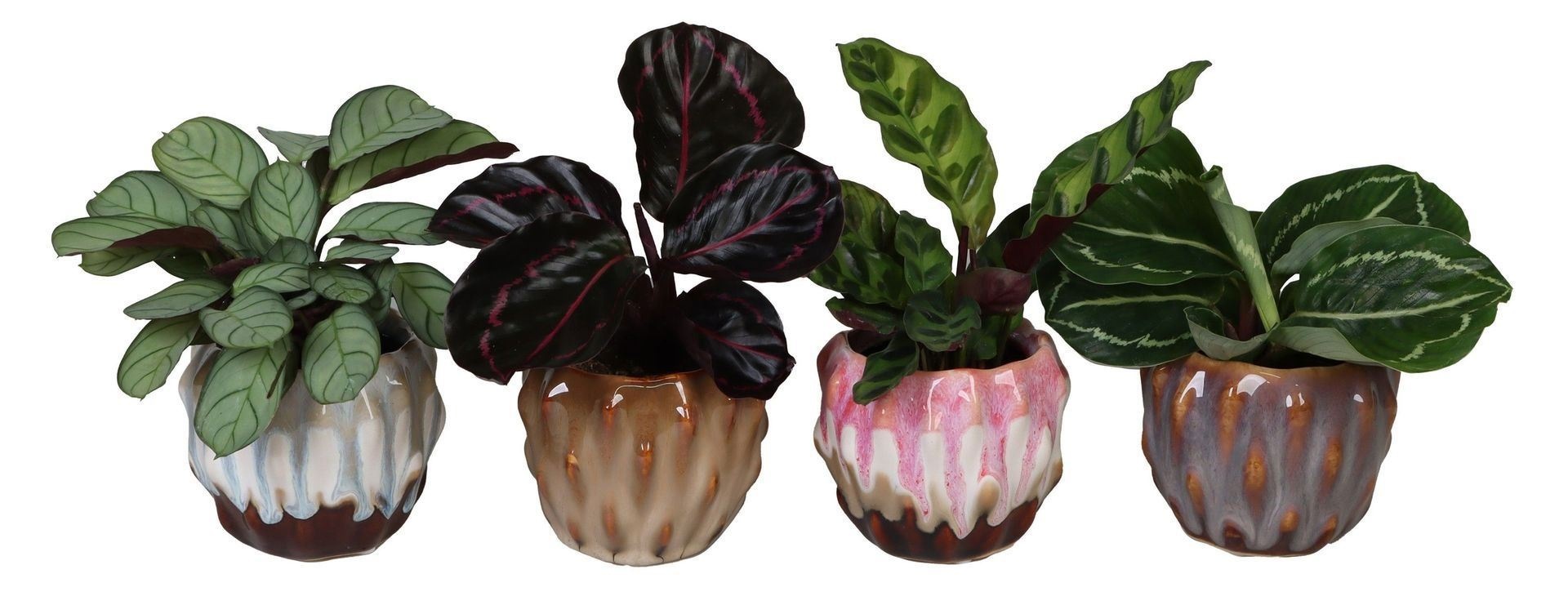 L 67157 with Calathea Mix 6 cm, D 6