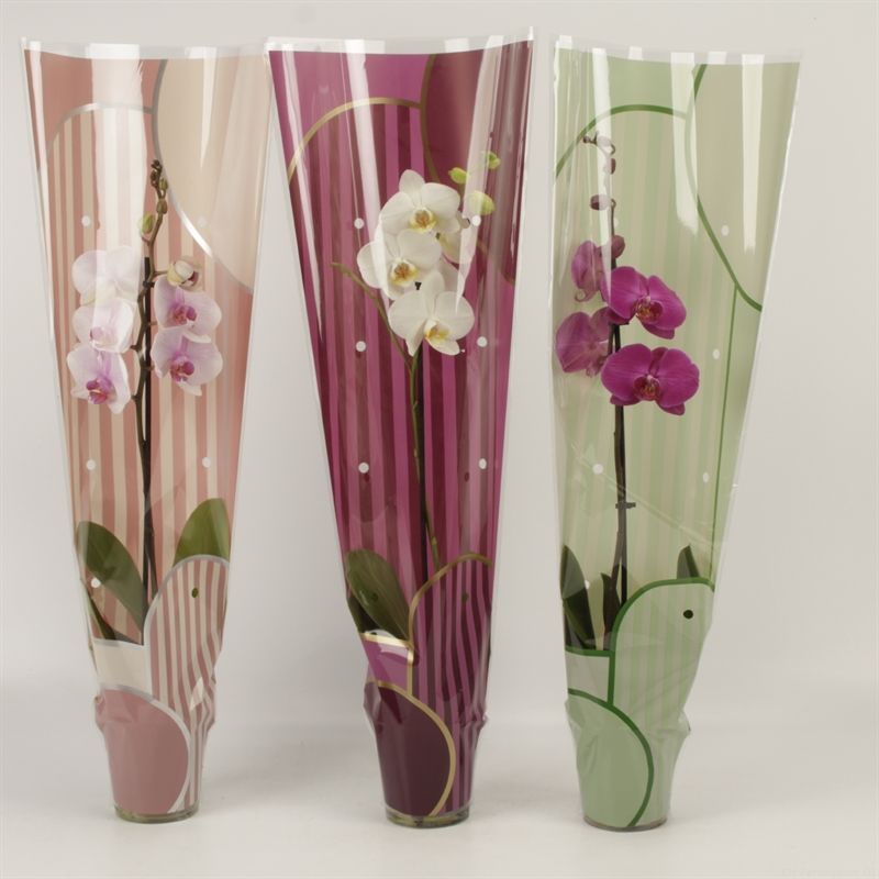 Phalaenopsis gemengd 1 tak gemengd in Leandra hoes, D 12 cm