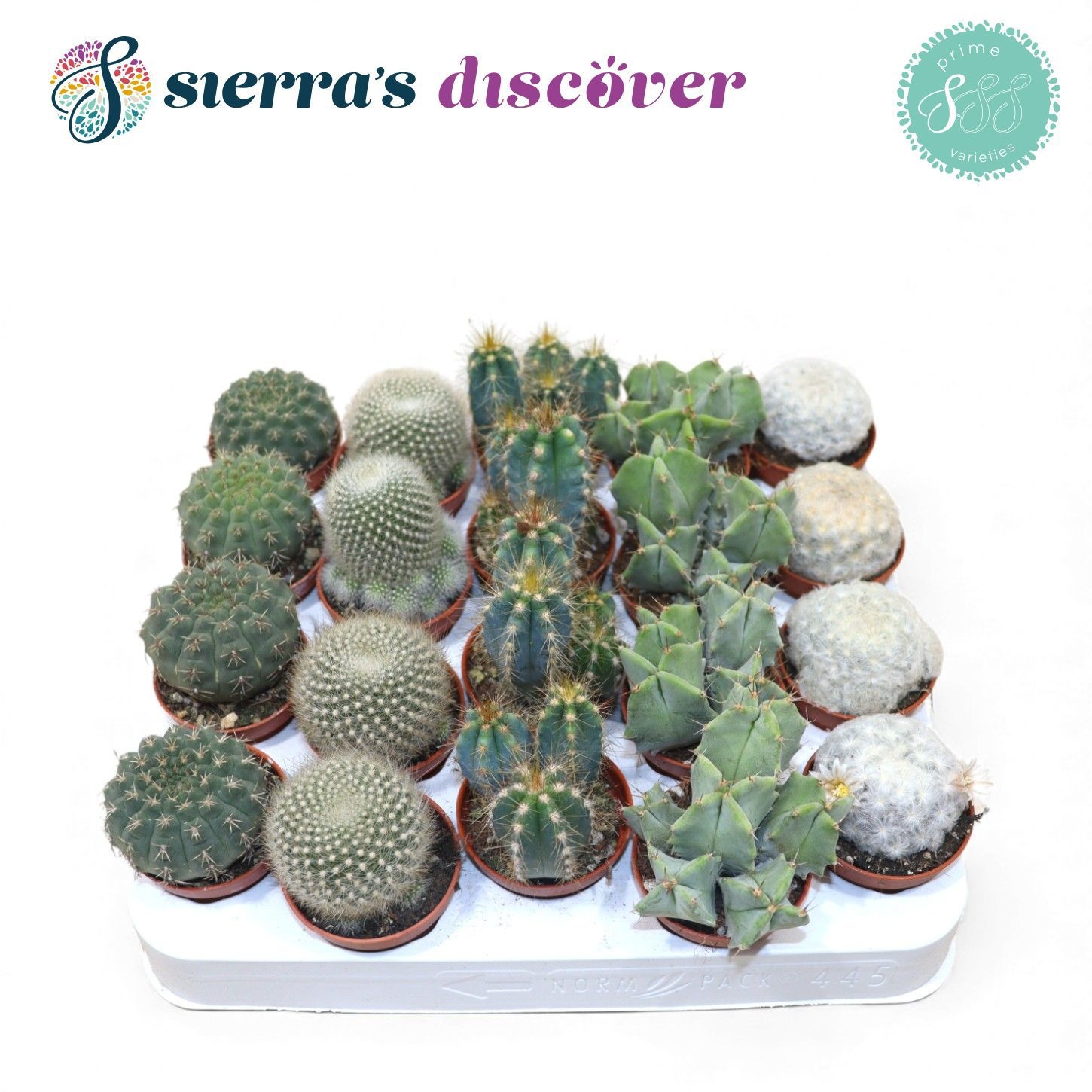 Discover® - Granada Cactus Mix (Prime), D 5,5