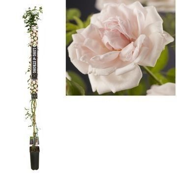 Rosa 'New Dawn' +Long & strong label, D 23