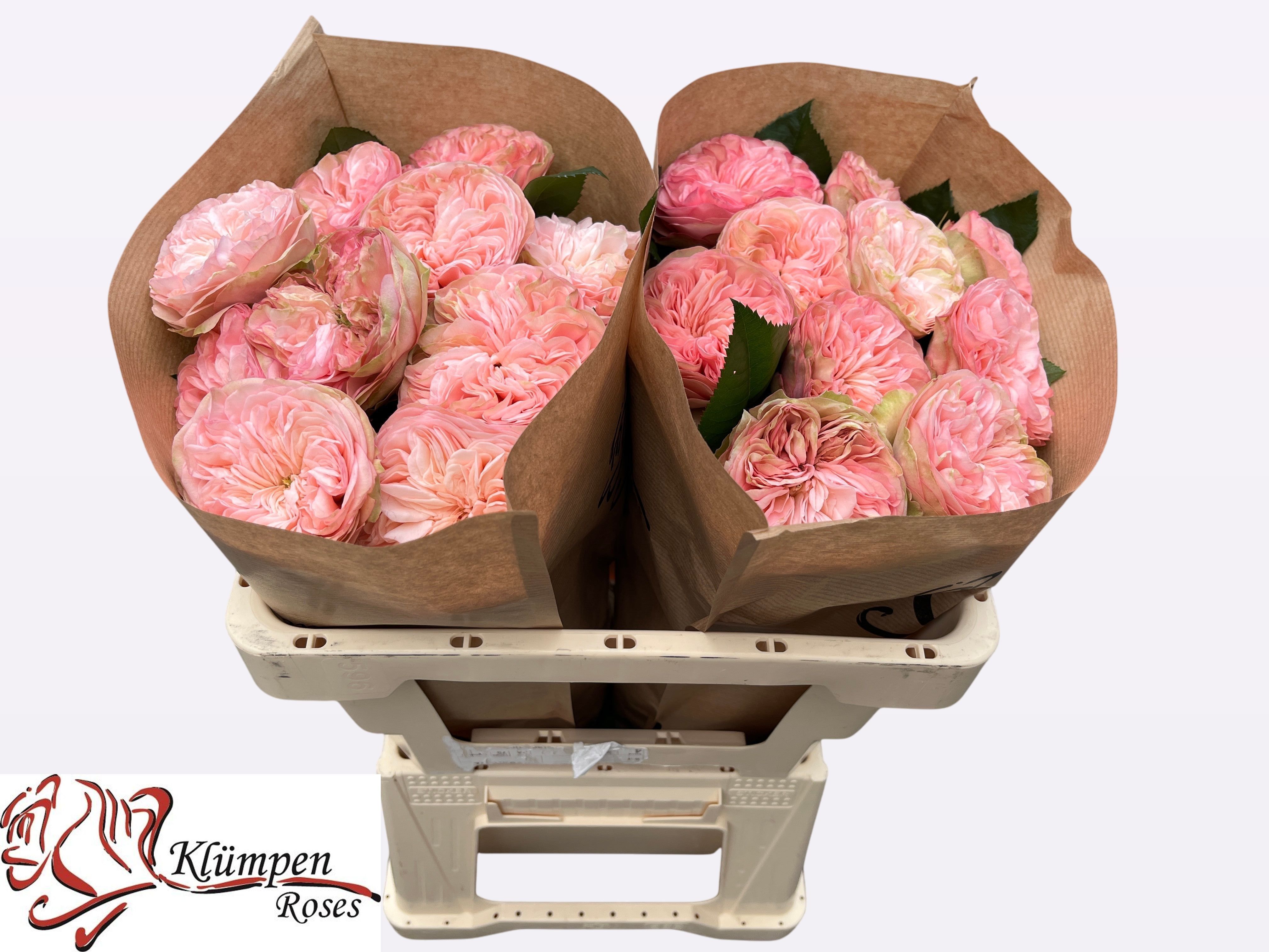 Роза од. Спринфае Парк! 50, шт. Роза од. Спринфае Парк! 50, шт.