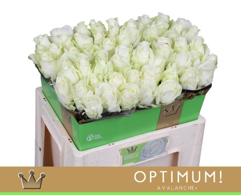 Роза од. Аваланш+ 55, шт.