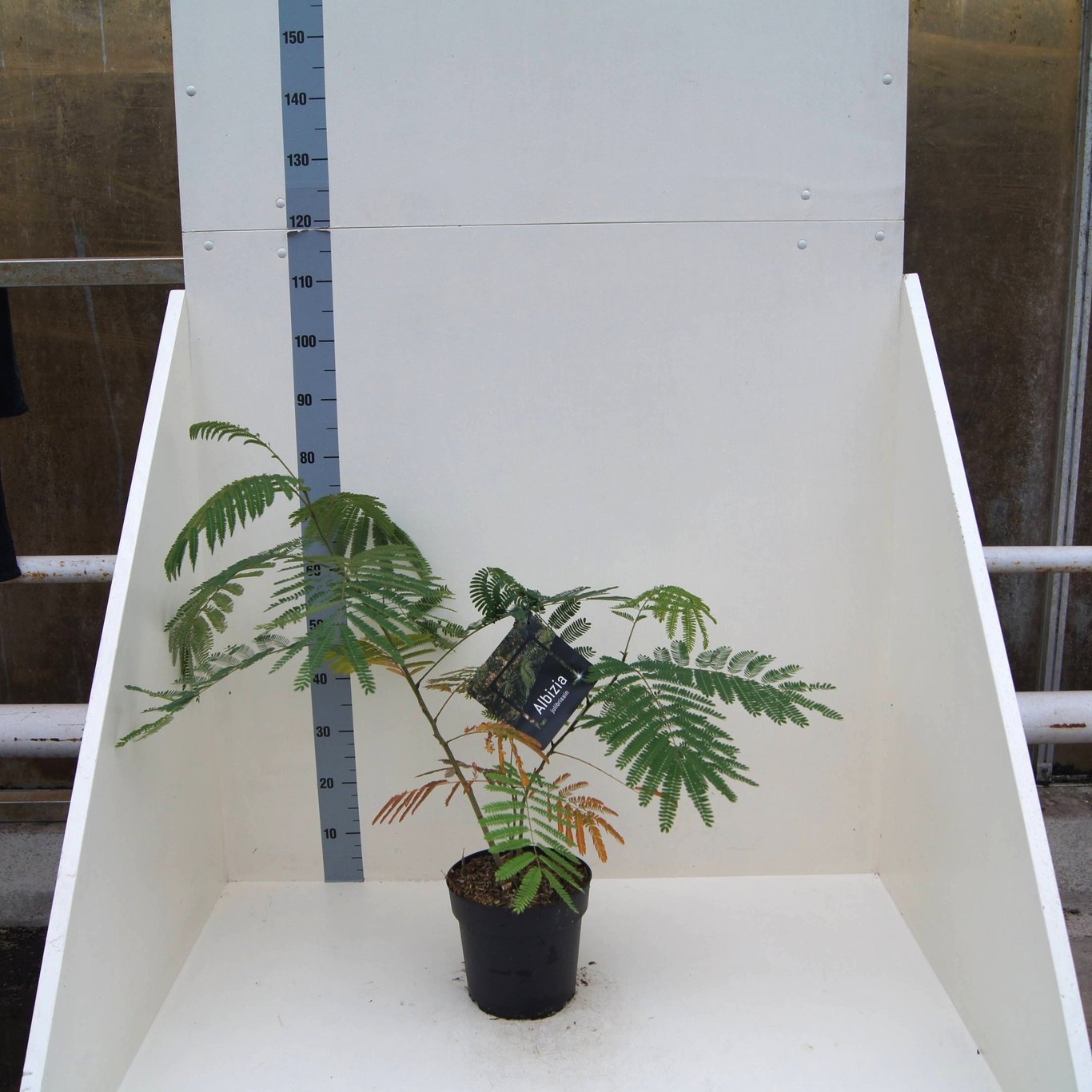 Albizia julibrissin, D 24