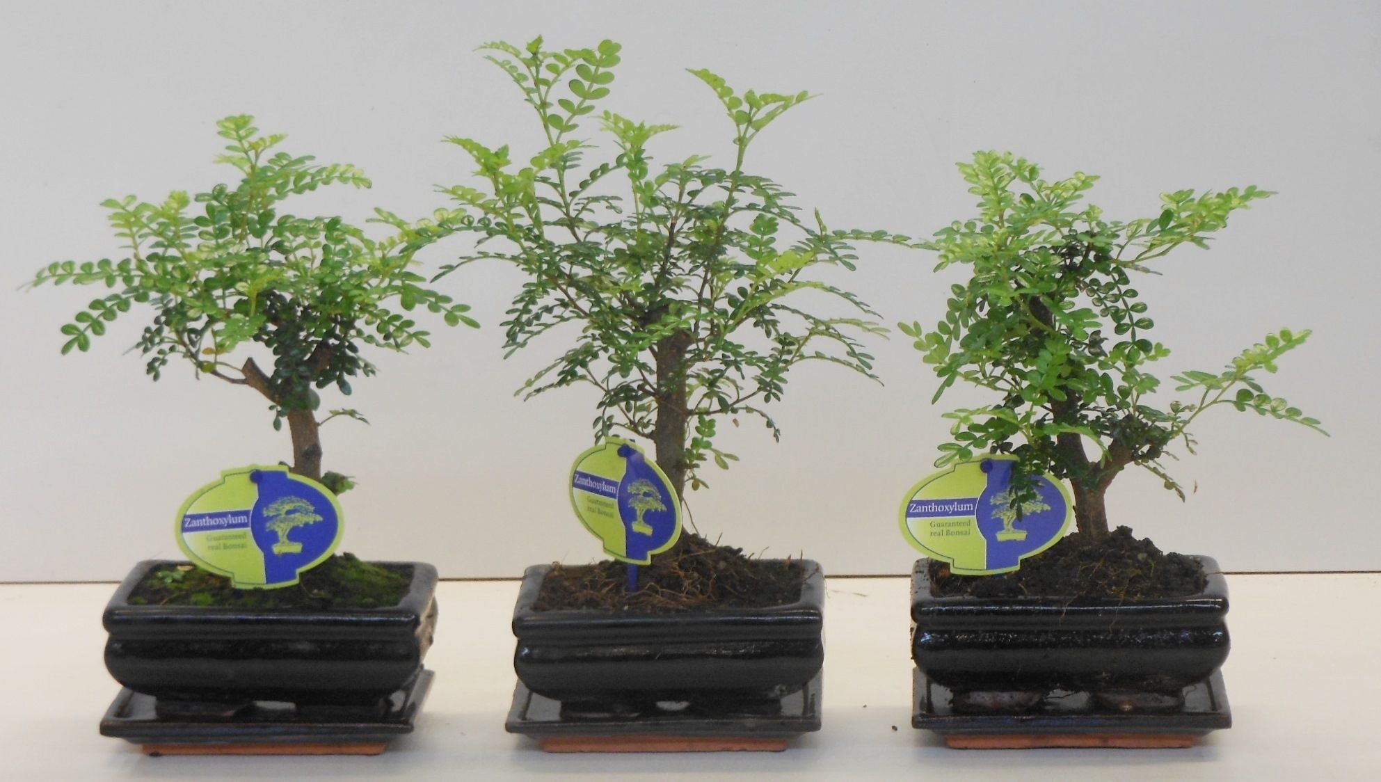 Zanthoxylum piperitum, 15cm., broom, with dip tray, D 15