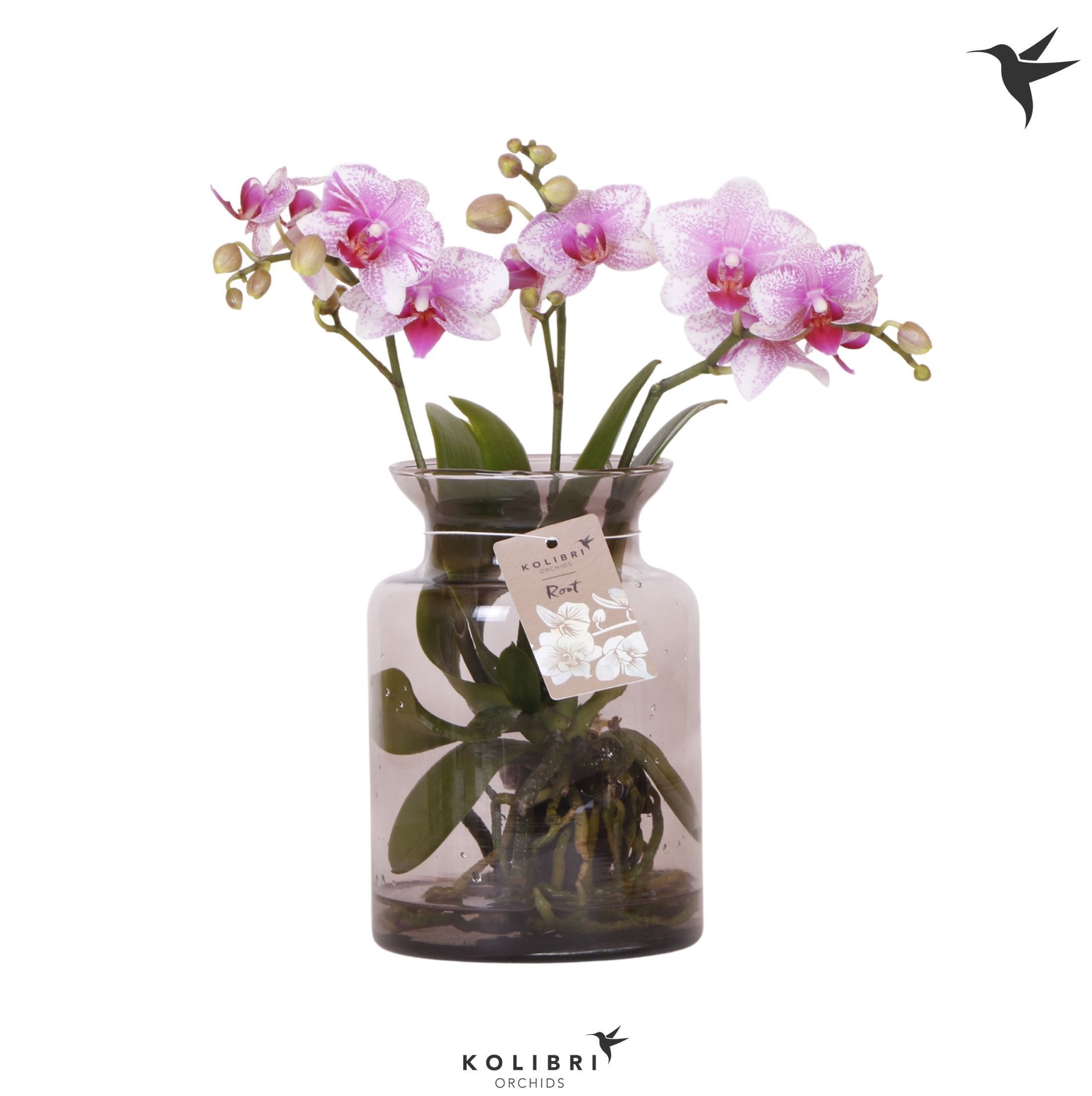 Kolibri Orchids Phalaenopsis Roots pink in glas stolp lila, D 16