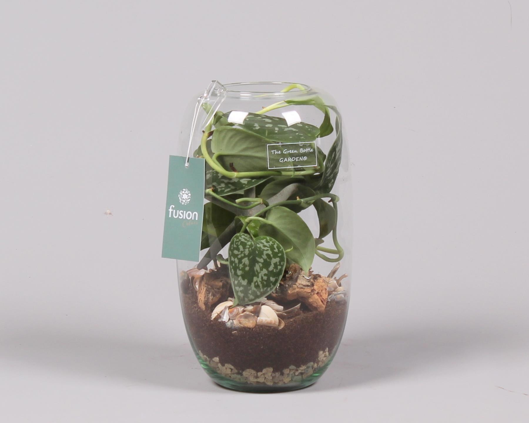 Green Bottle Isabella Medium Maritiem met Scindapsus, D 15