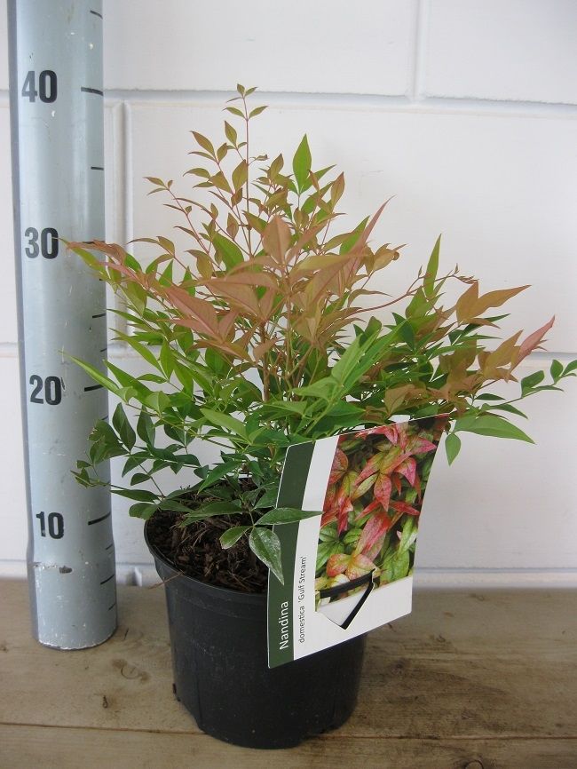 Nandina domestica Gulfstream, D 17