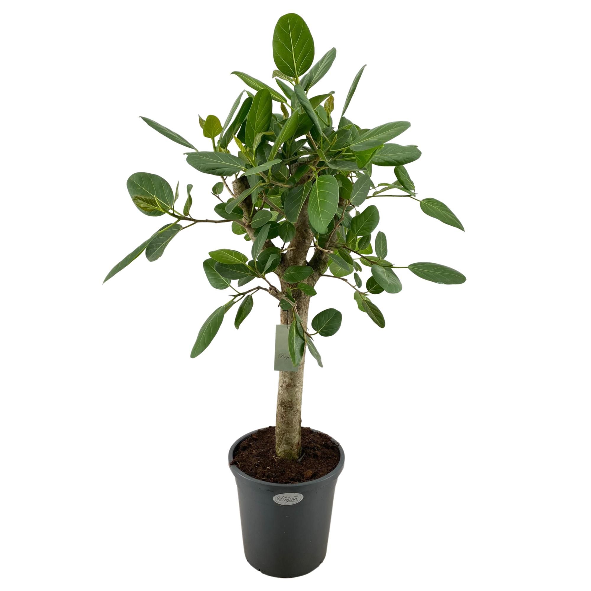 Ficus Benghalensis Audrey Rechte stam p31, D 31