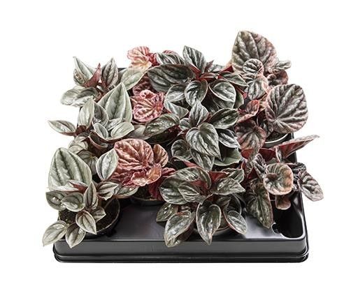 PEPEROMIA CAPERATA 'Mix', D 6