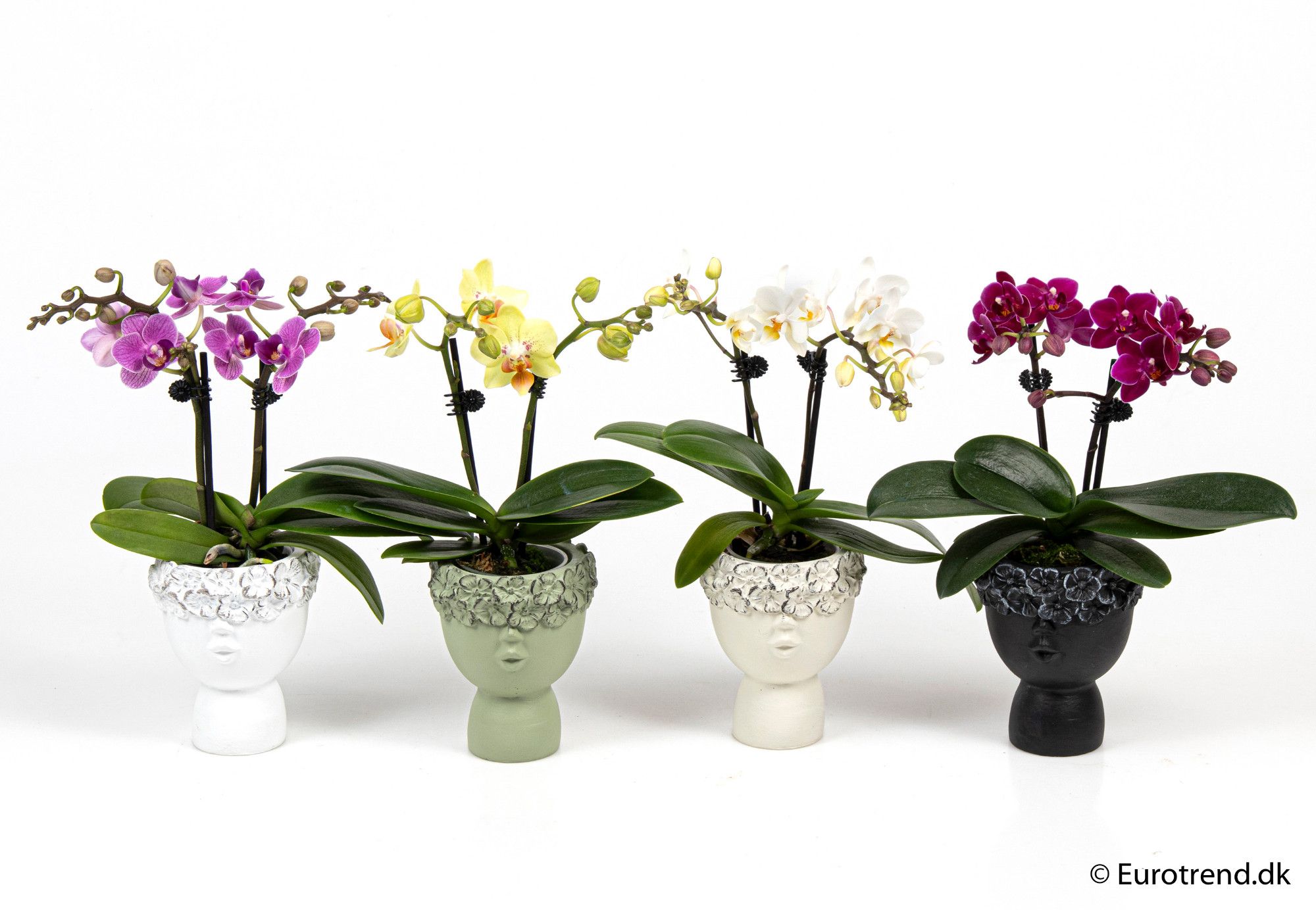 Phalaenopsis 2 spike in ceramic - New Look 2025, D 6