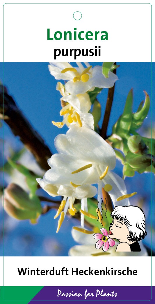Lonicera purpusii 60-80C5, D 23 cm