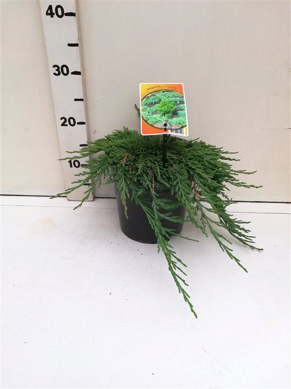 Juniperus hor. 'Pancake', D 19