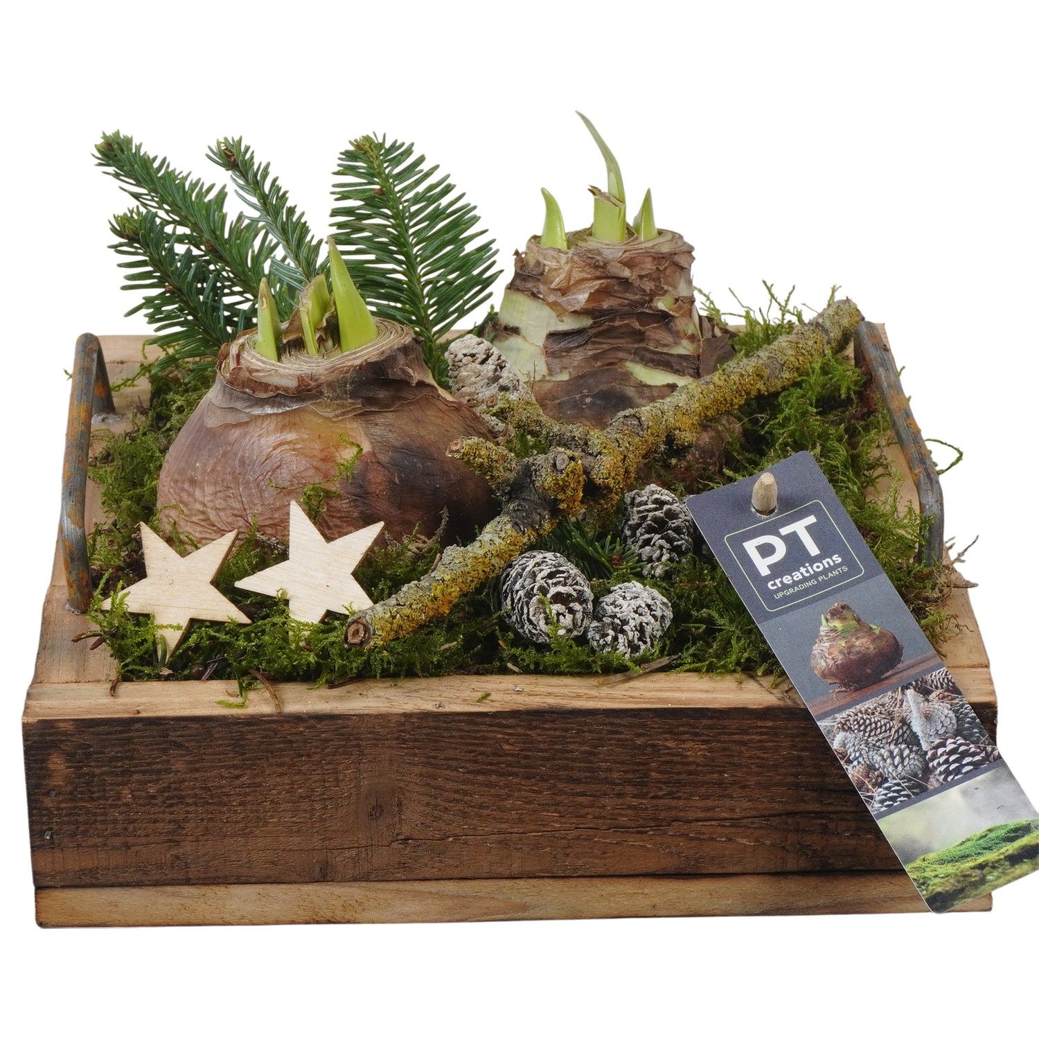 PTACH5880 Arrangement Amaryllis Christmas in houten bak, D 20 cm