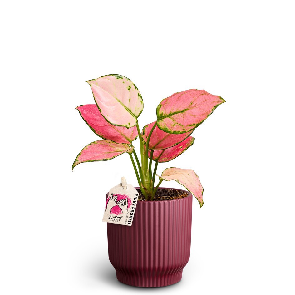 AGLAONEMA COMMUTATUM 40900161 Nordic A Pinky Promise, D 10