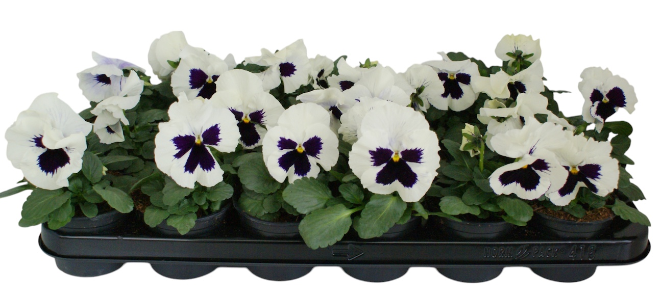 Viool F1 wit met oog p9, D 9 cm Viool F1 wit met oog p9, D 9 cm