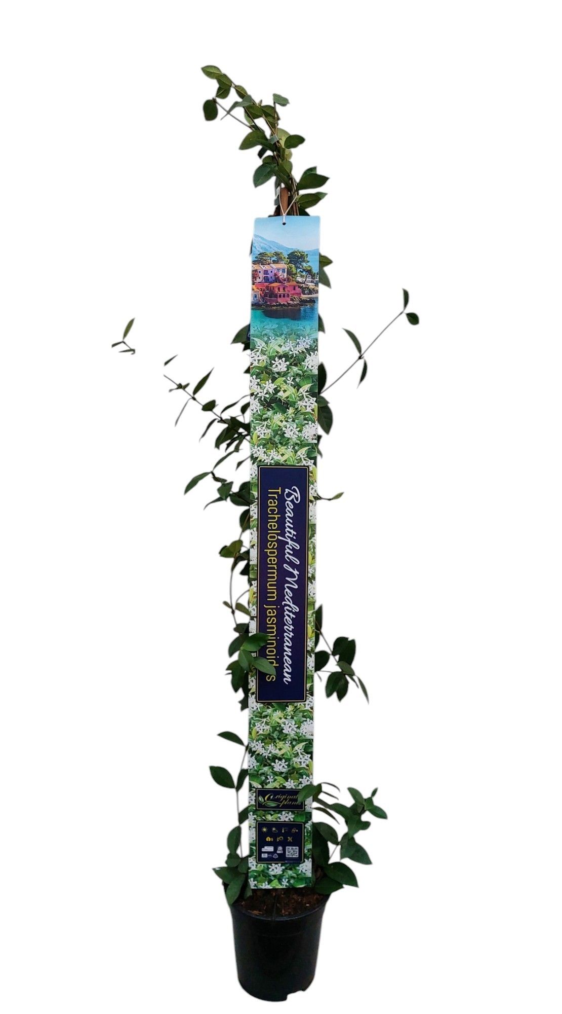 Trachelospermum jasminoides bamboo STOK XXL Etiket, D 17