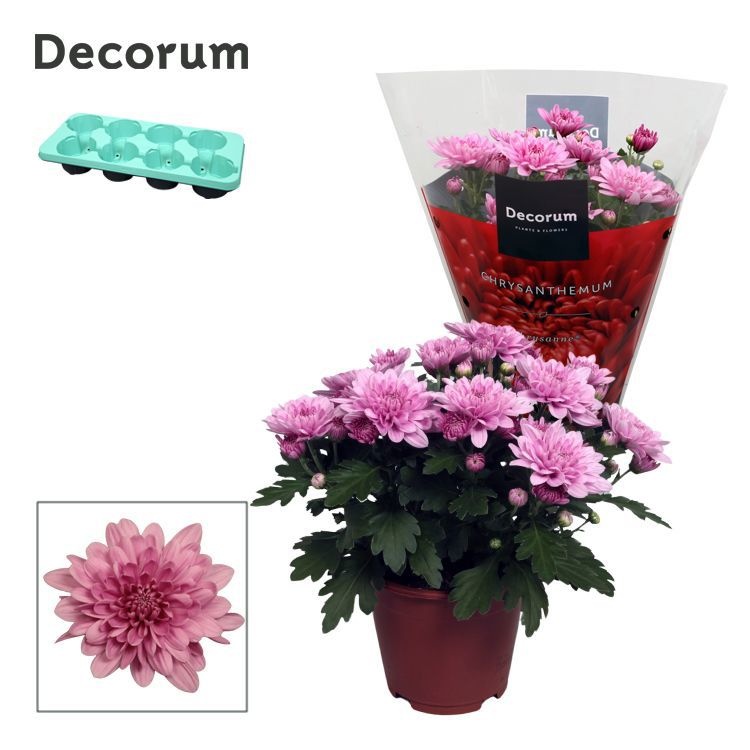 Chrysanne® Grandezza Pink, D 13