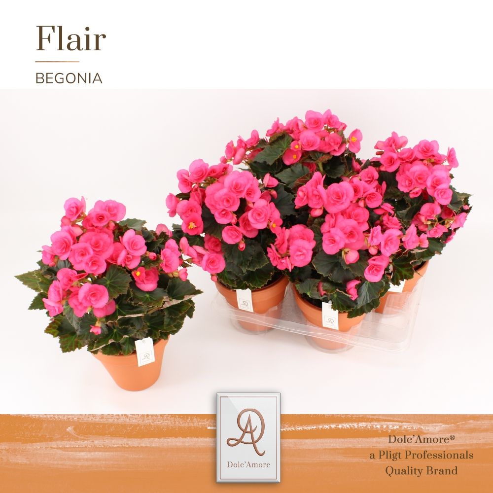Begonia Adonia P14 Dolc'Amore® In Terracotta Keramiek, D 14