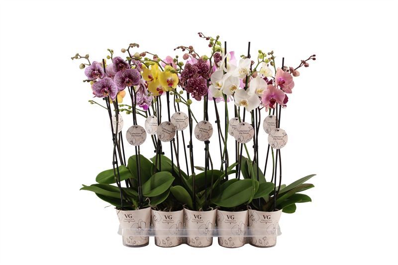 Potcover p12 collection of the house Phal mix 2T16+, D 12
