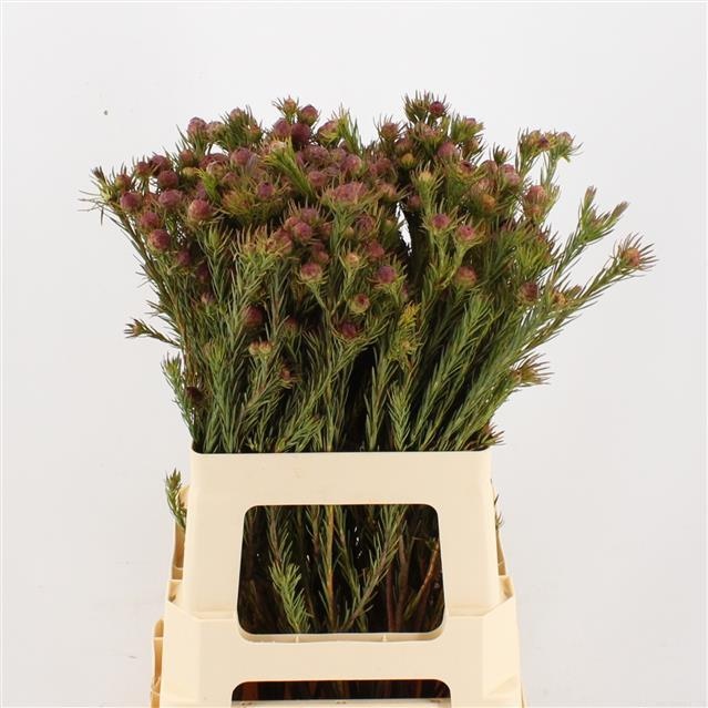 Леукадендрон Джубили Краун 60, шт.