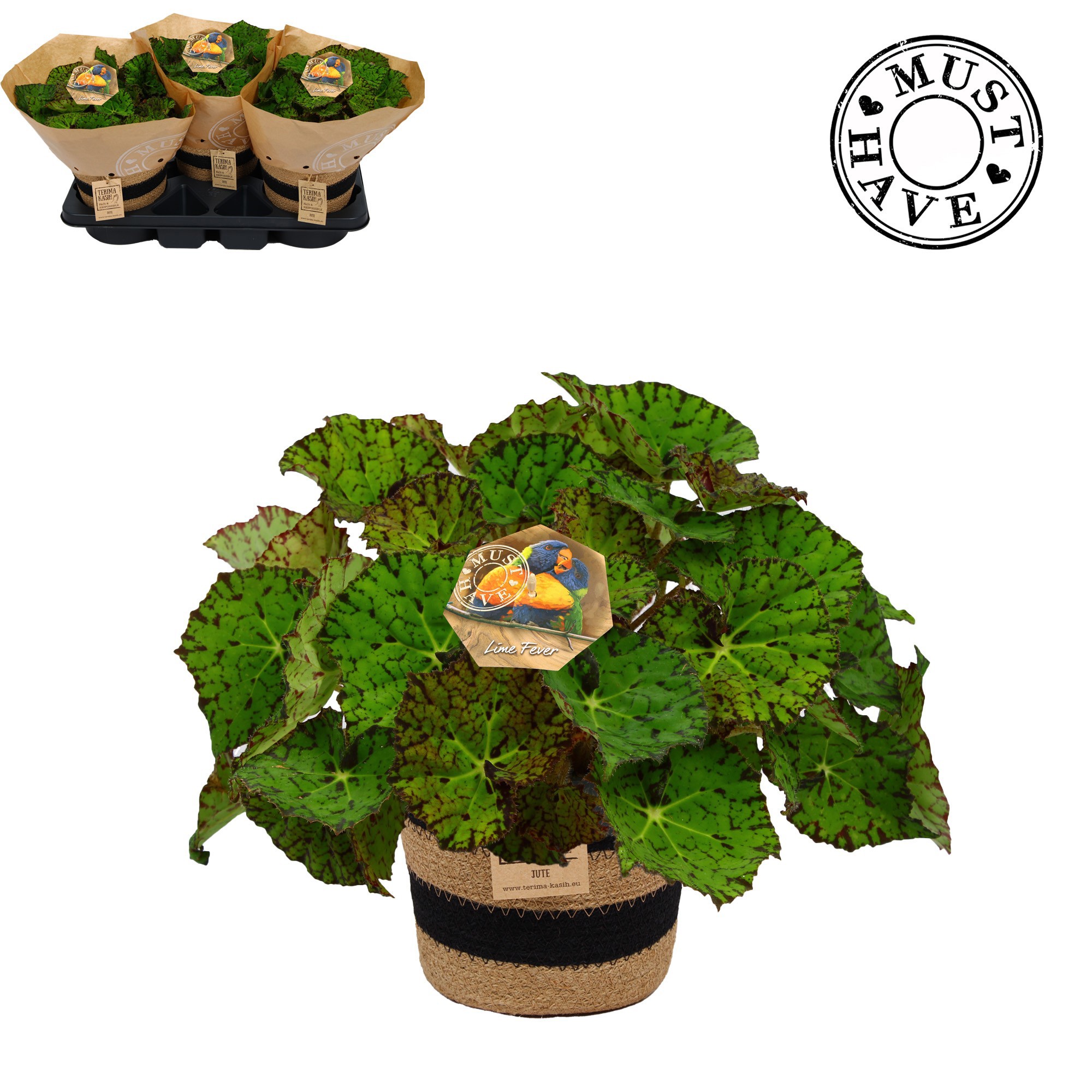 Bladbegonia Rex 17 Lime Fever in jutte mand 'Must Have', D 17 cm