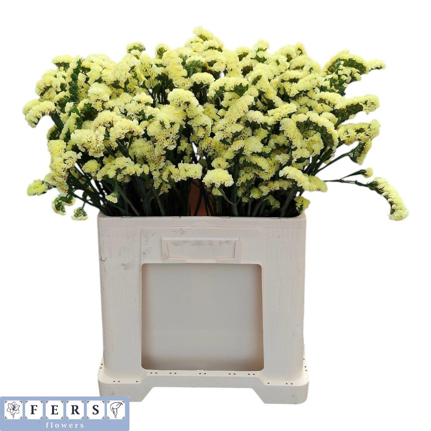 Статица Глосси Вингз 60, шт.
