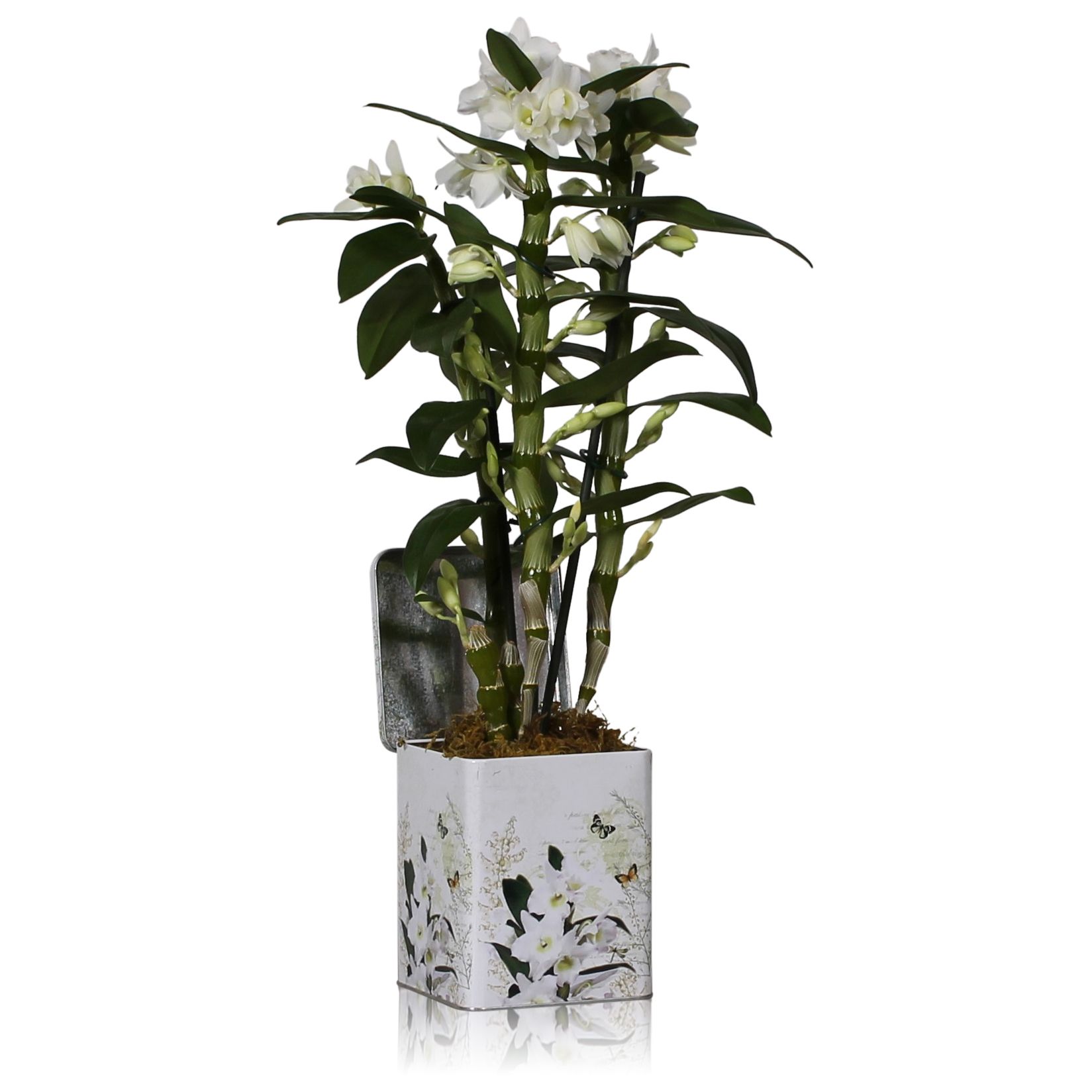 Dendrobium Nobile 3 stam 24+ tros + Blik met print, D 12