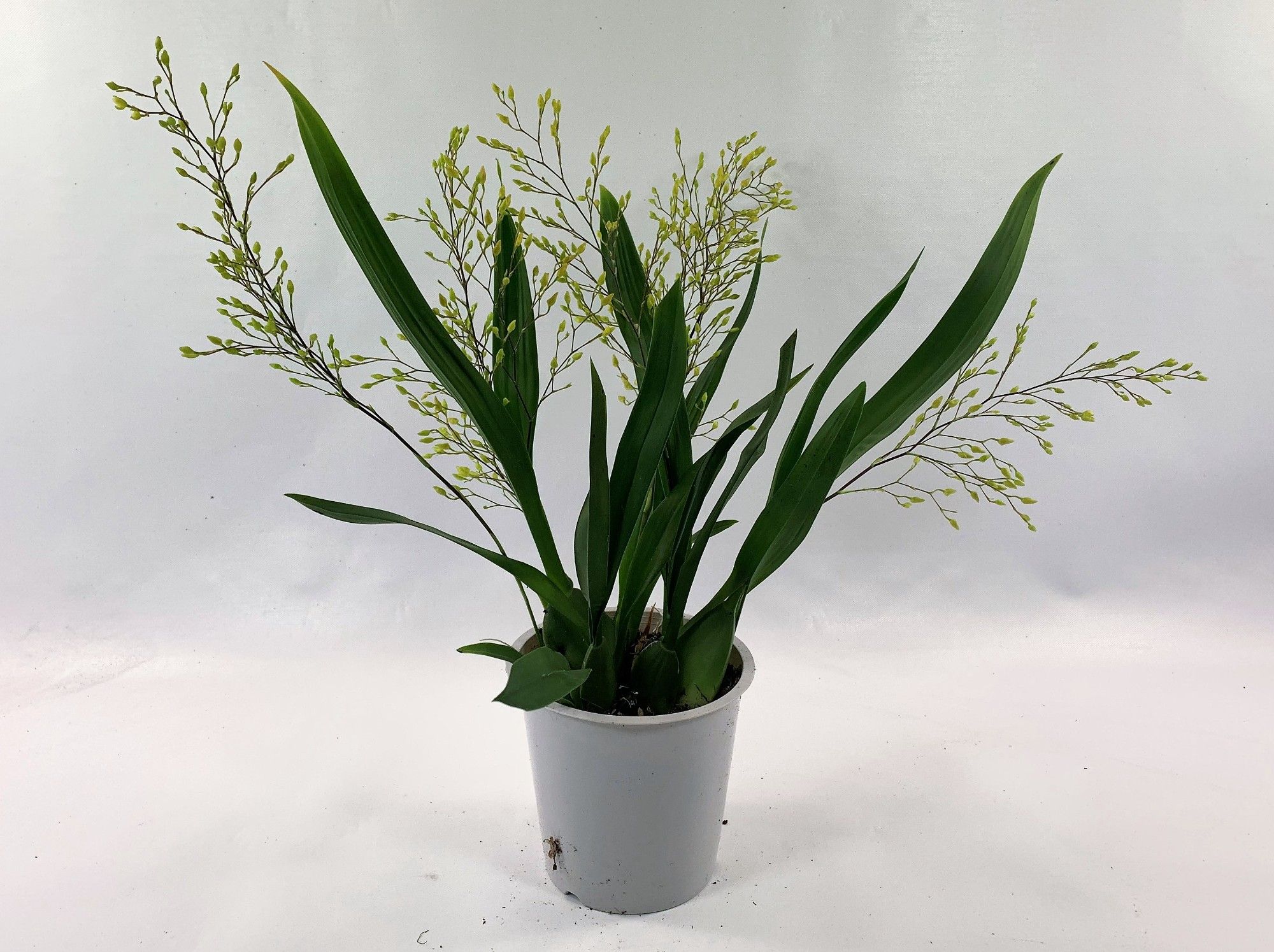 Twinkle Pearl 5-tak, D 12