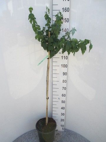 Hibiscus syr. William R. Smith 100st. P28, D 28