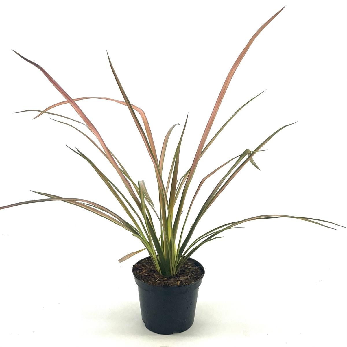 Phormium 'Duet', D 17 cm