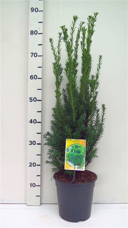 Taxus media 'Hillii', D 19