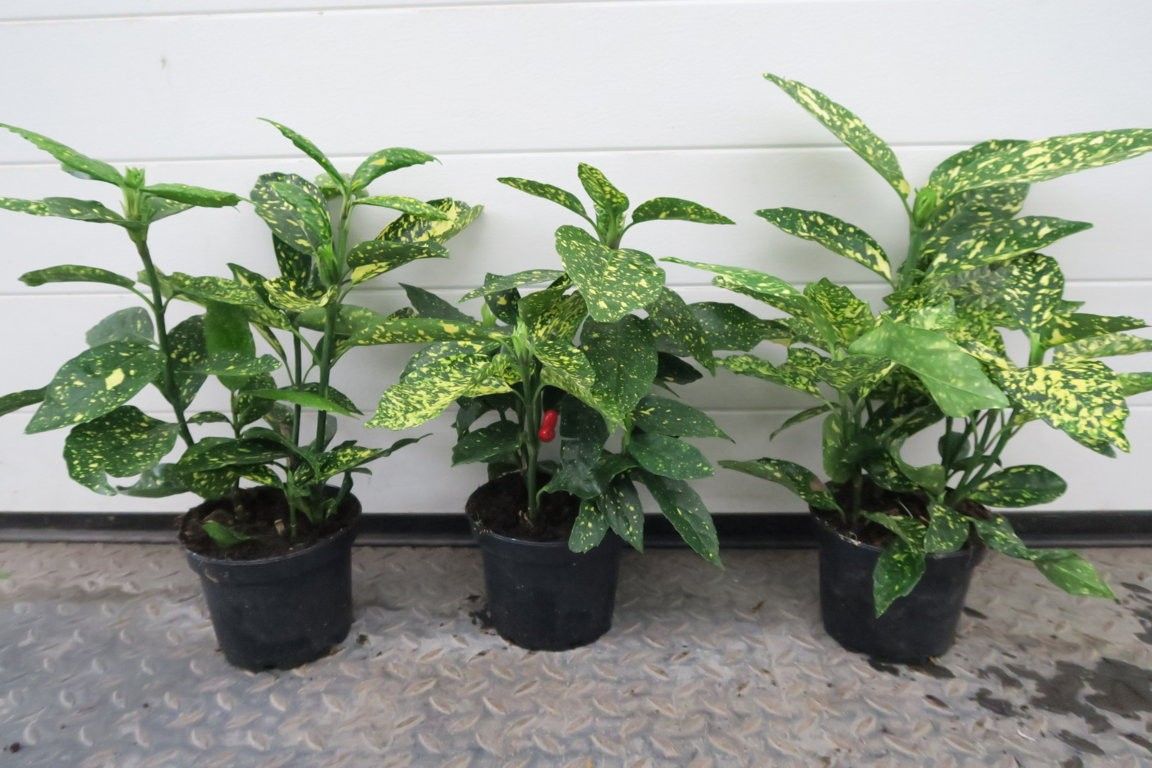 Aucuba japonica, D 14