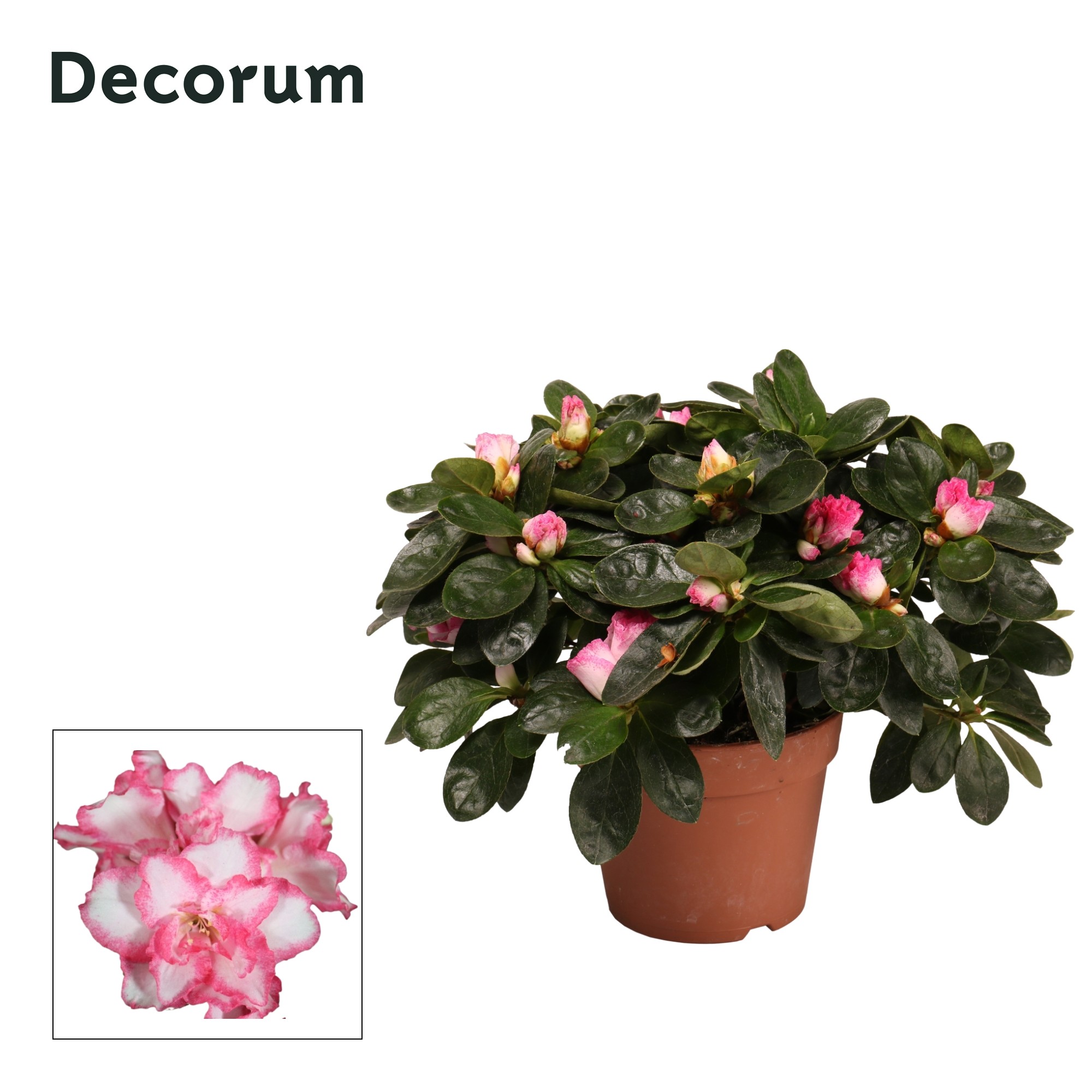 Azalea 'bont' 22 - 25 cm Decorum, D 12