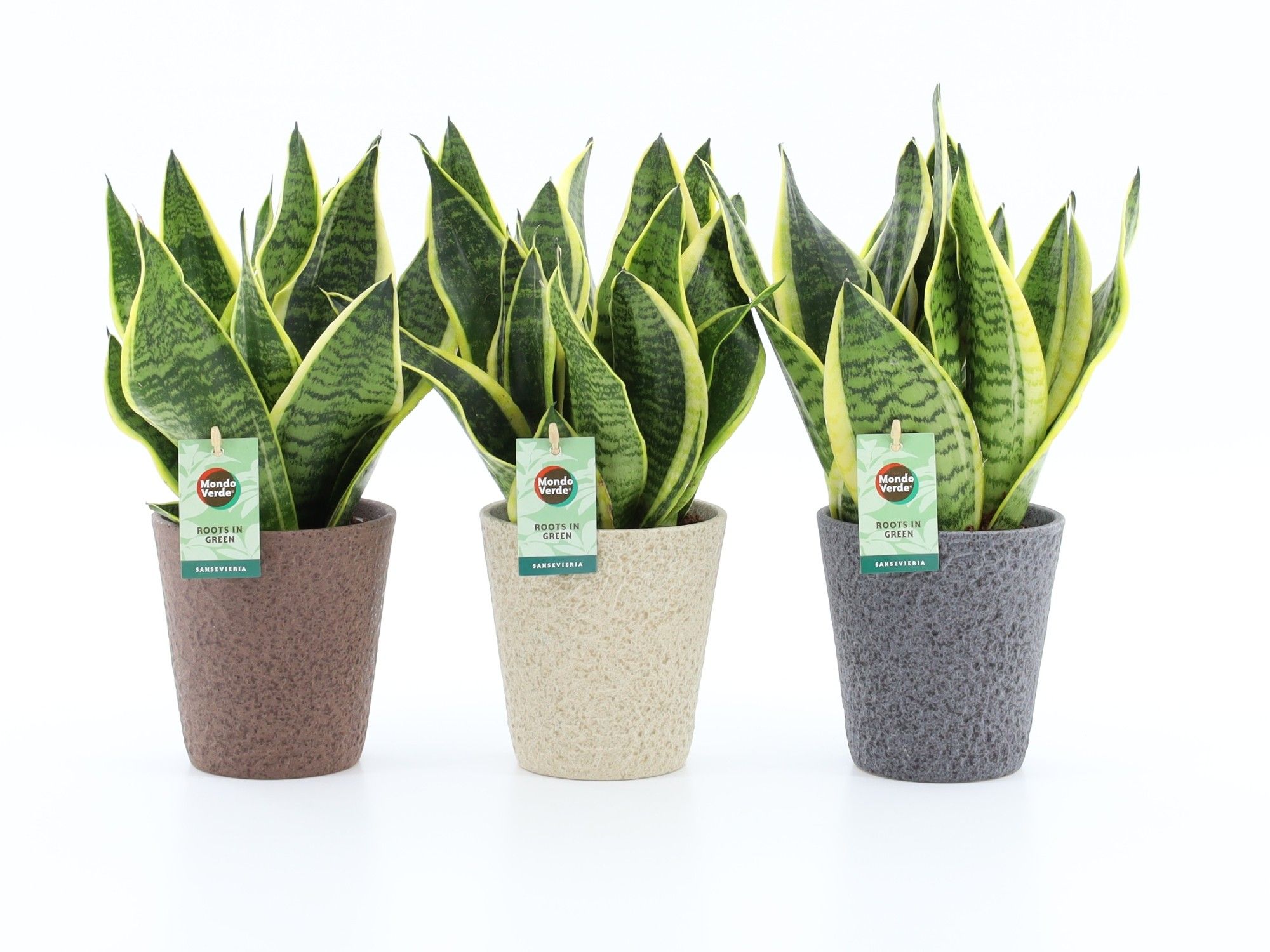 Sansevieria 'Futura Superba' in Nature keramiek, D 13