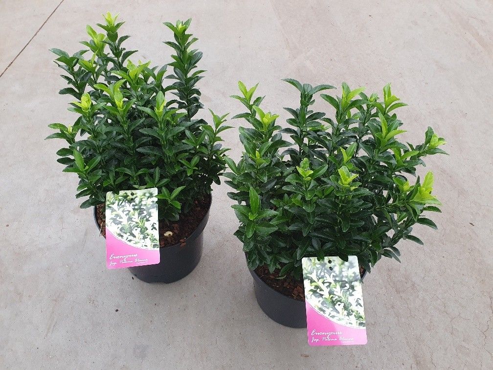 Euonymus jap. Paloma Blanca, D 23