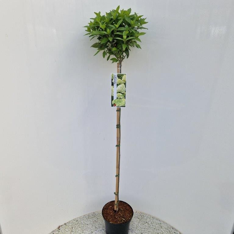 Hydrangea pan. ‘Limelight’® PBR -- stam 60 cm, D 26