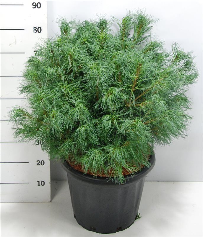 Pinus strobus 'Wiggles', D 38