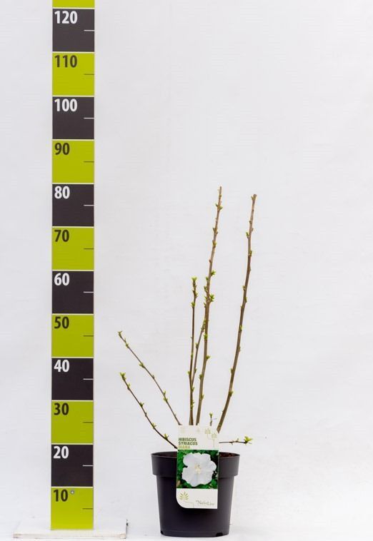 Hibiscus syr. 'Diana' C 4,6, D 23