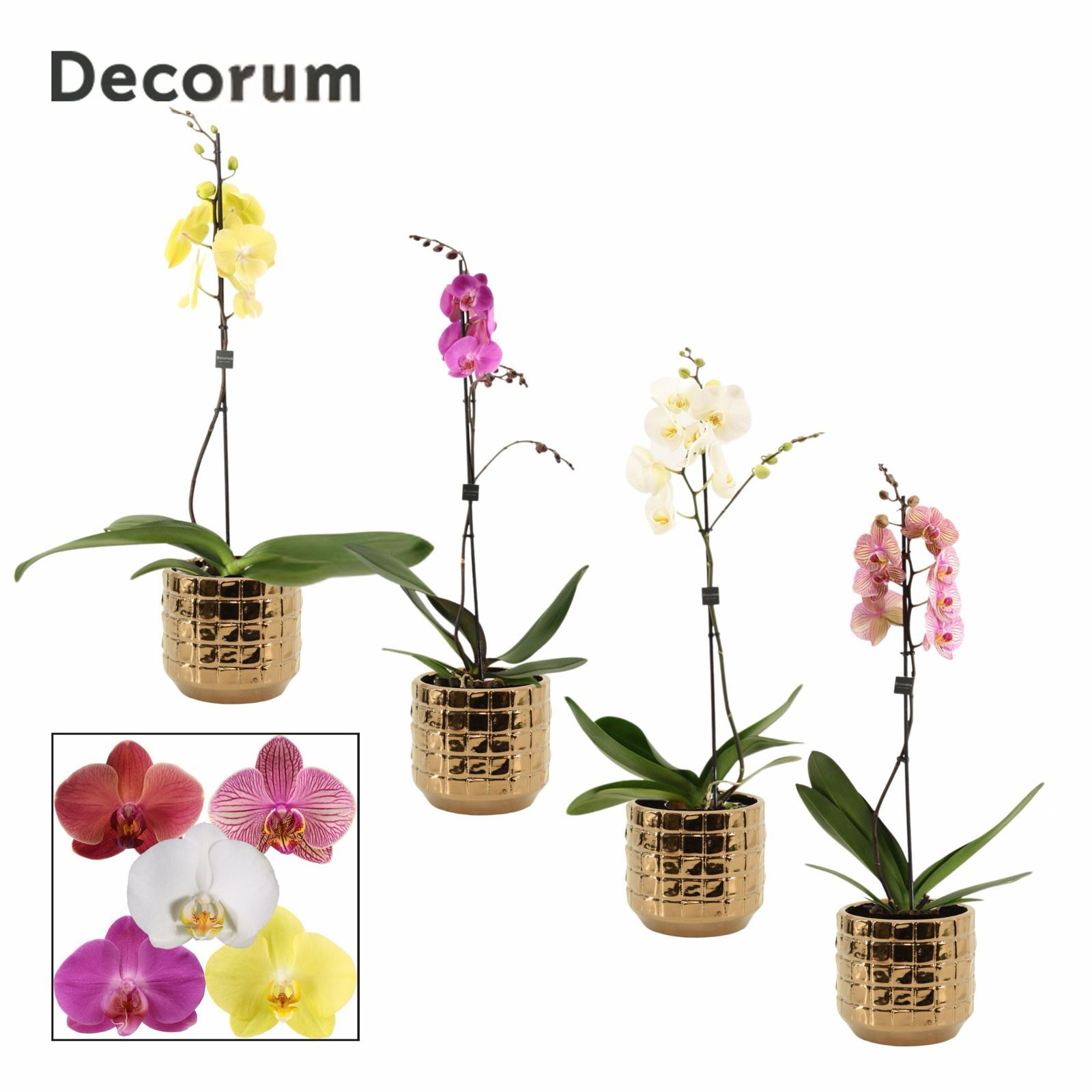 Phalaenopsis 1 tak 9+ mix in Janneke (Top blend-Collection), D 12 cm