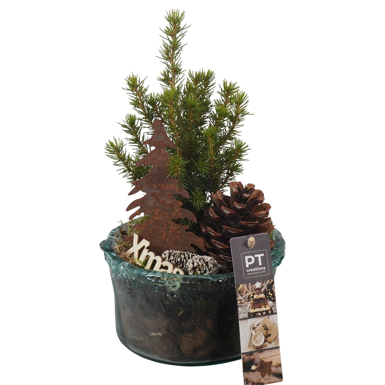 PTCWW6827 Arrangement Winter in glas schaal, D 14 cm