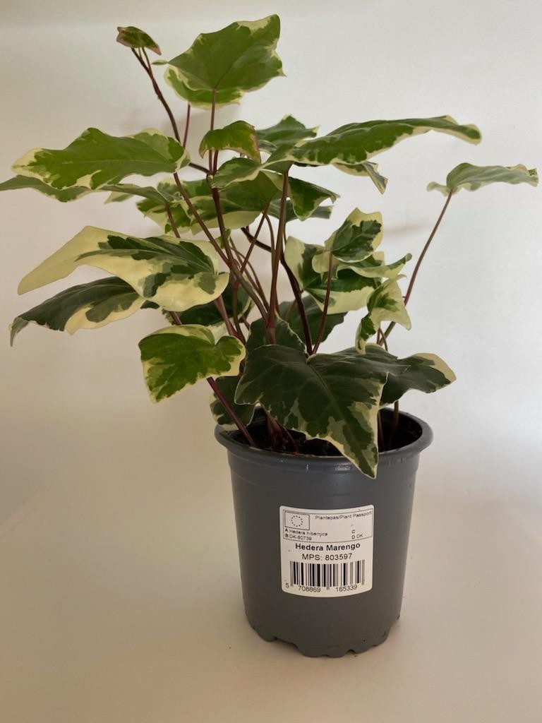 HEDERA HIBERNICA 'MARENGO', D 11