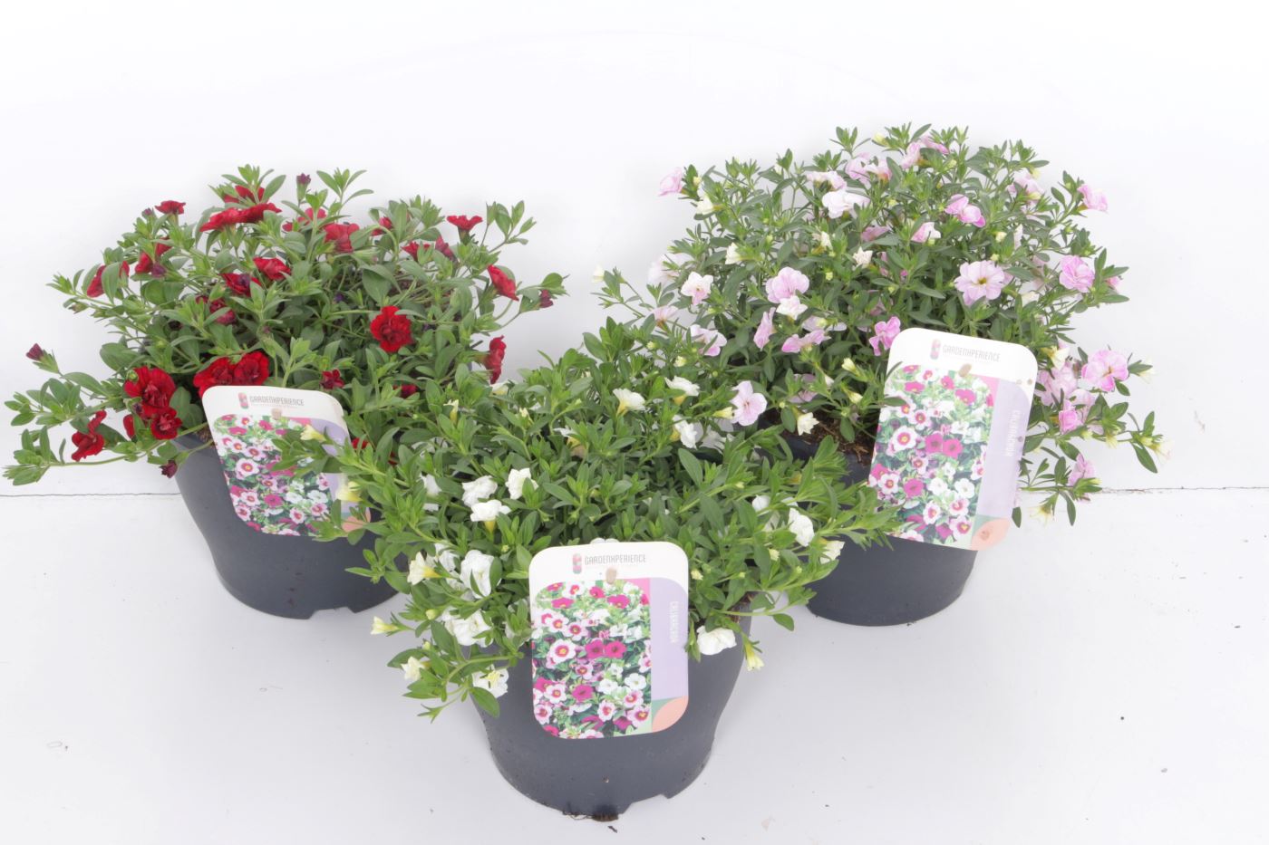 Calibrachoa Can Can Double mix, D 23