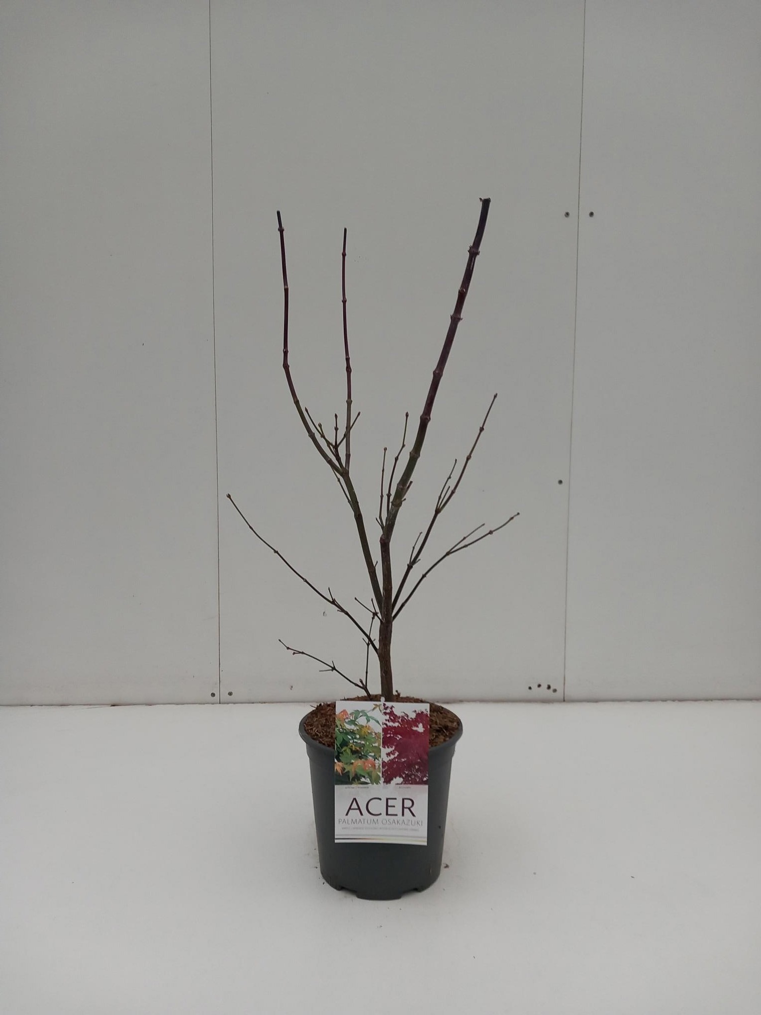Acer palmatum Osakazuki, D 24