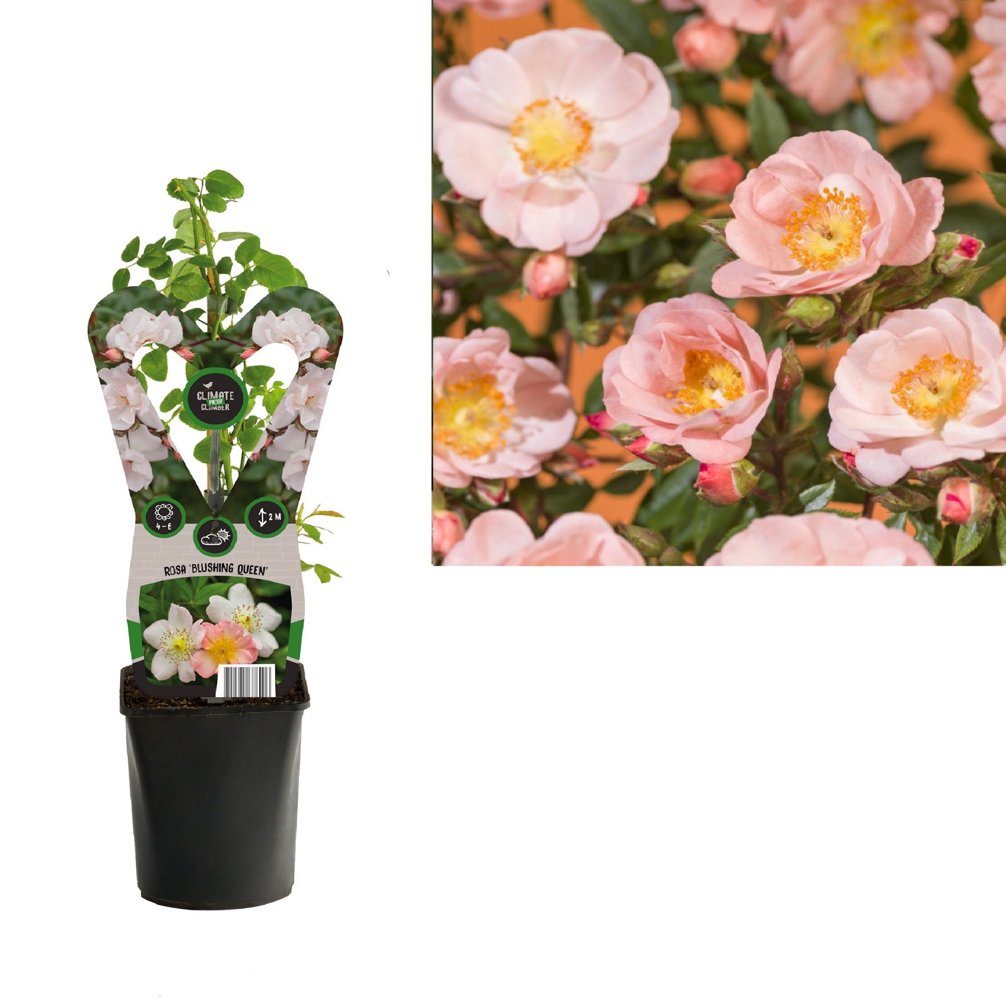 Rosa 'Blushing Queen' +3.0 label, D 11