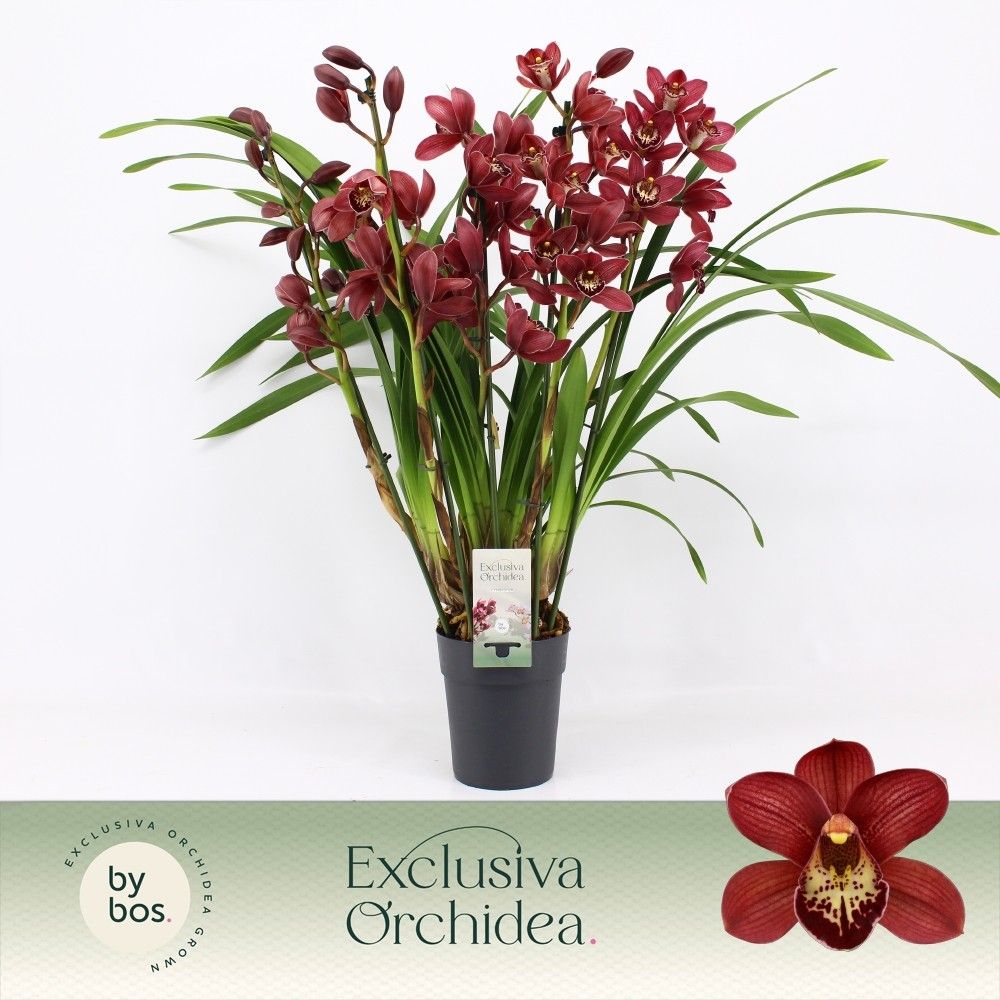 Cymbidium, Red Beauty Roy 5-spike P14 'Exclusiva Orchidea', D 14